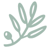 A green olive branch with leaves and an olive on it.